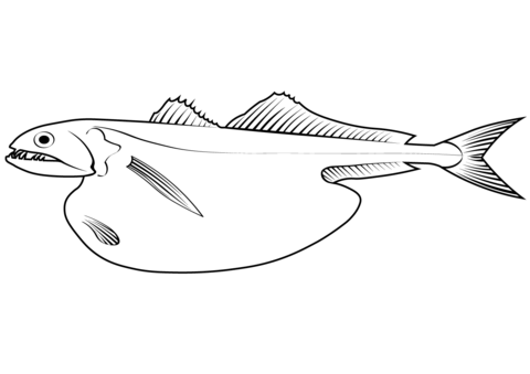 Black Swallower (Chiasmodon Niger) Coloring Page